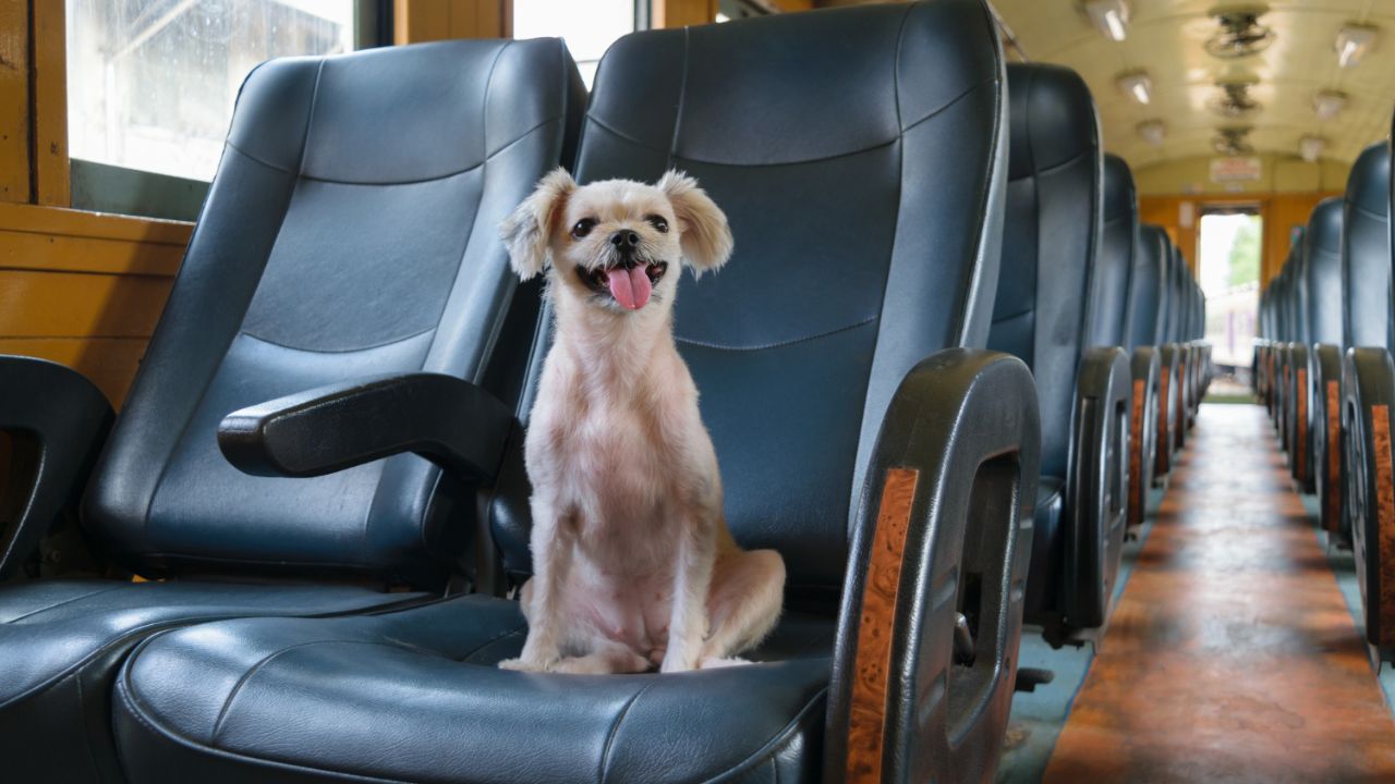 Emotional Support Animals And Amtrak