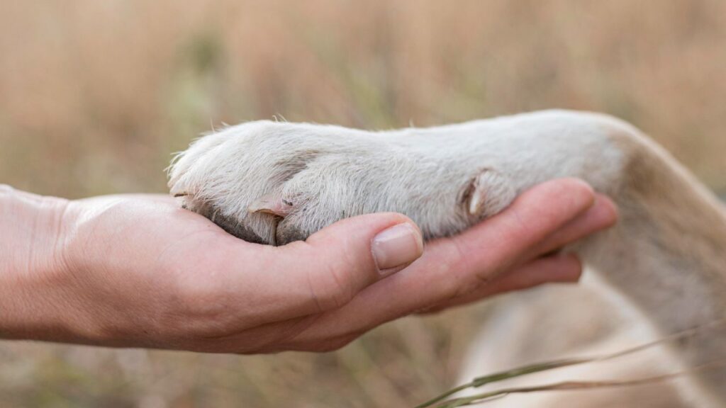 dog paw in hand