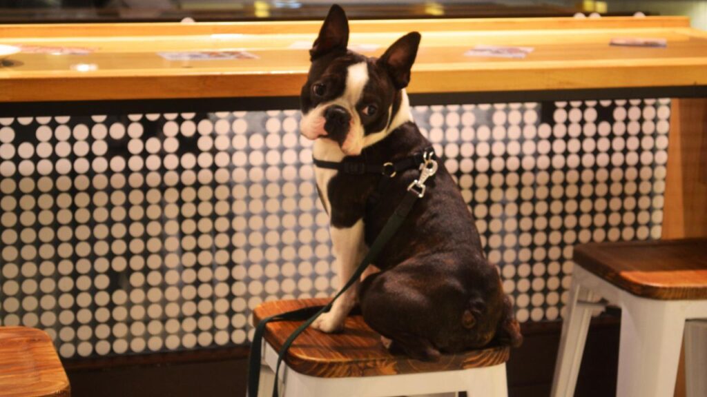 dog sitting on restaurant chair