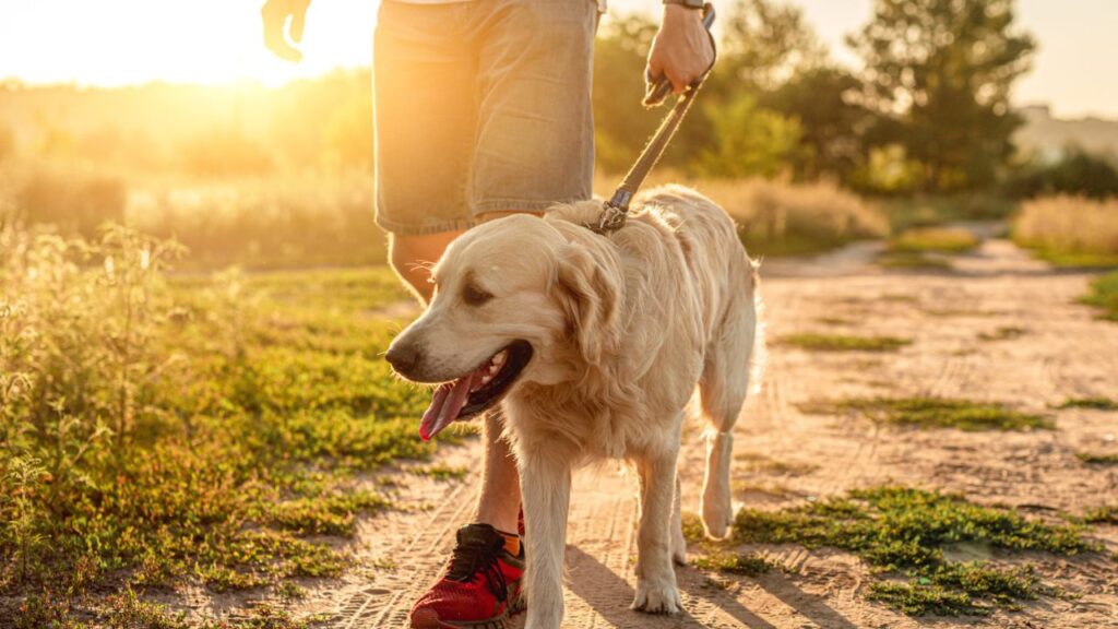 guy walking dog at sunset