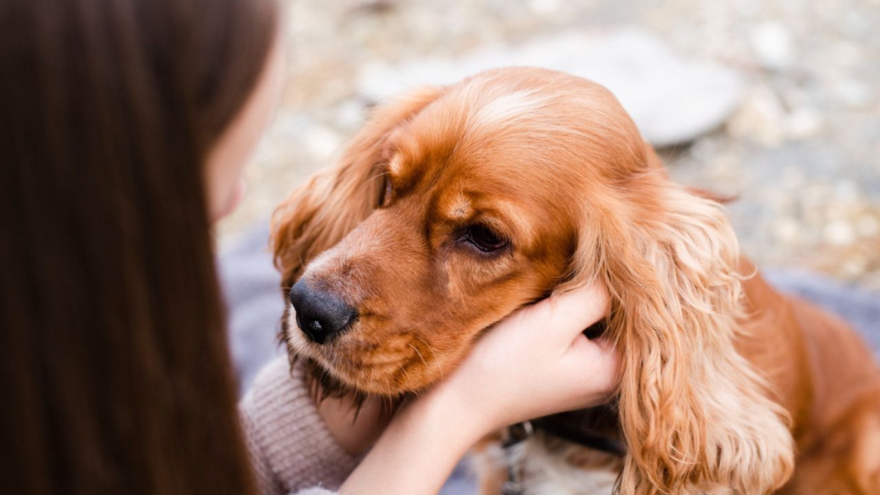 Emotional Support Animal Cost: What To Expect