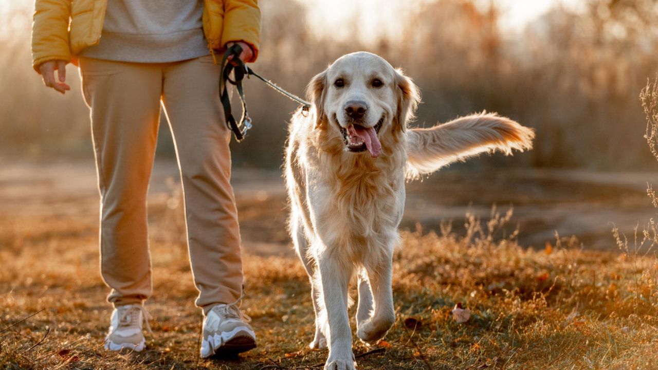Which Airlines Allow Emotional Support Animals?