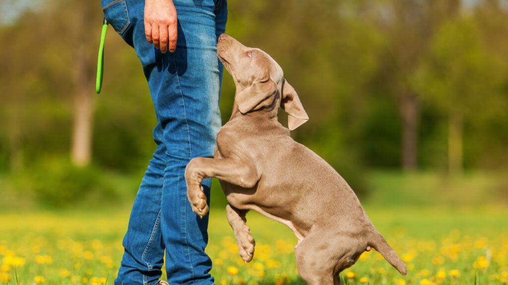 guy with esa dog in park