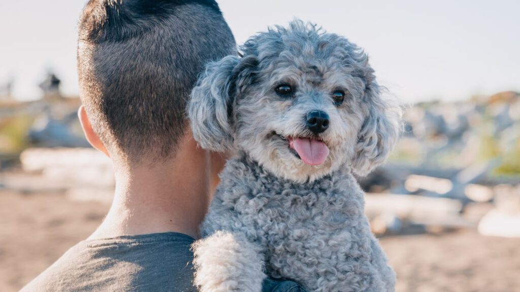 guy with esa dog on shoulder