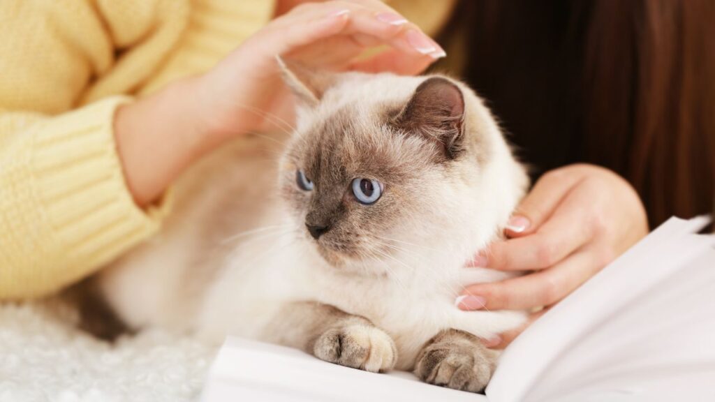 woman with esa cat on lap