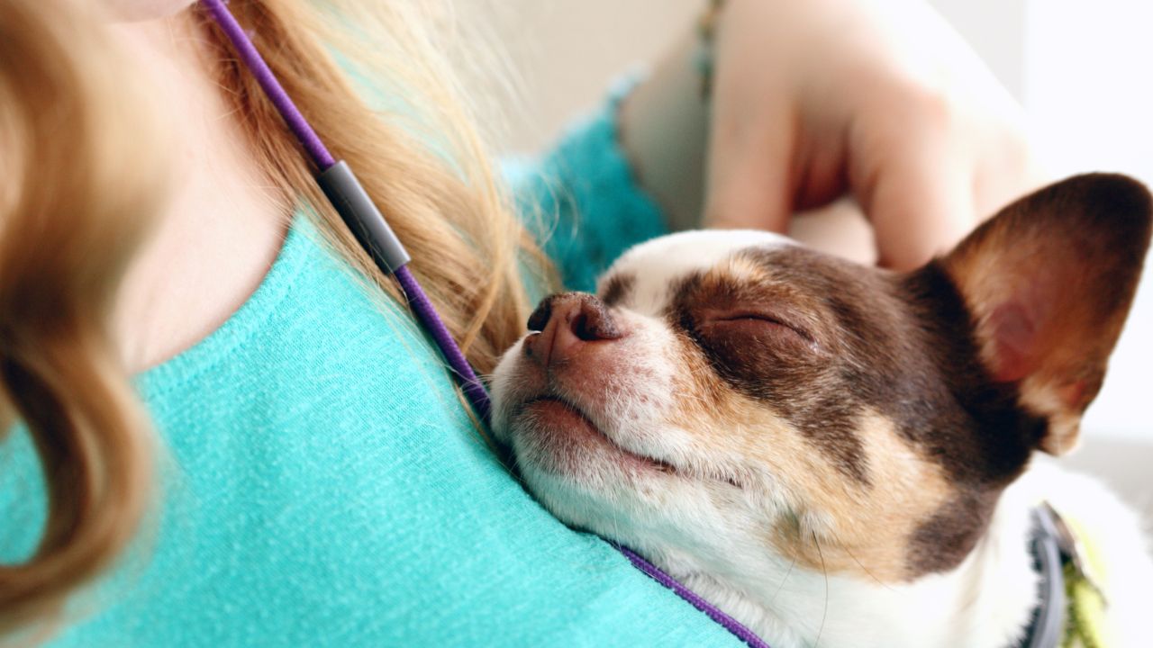 Complete Guide to New Mexico ESA Laws and Rules: What You Need to Know