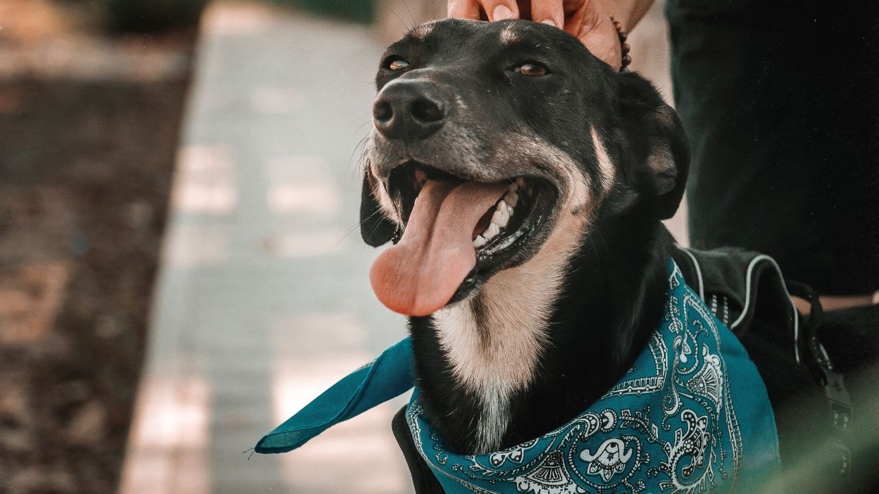dog in bandana