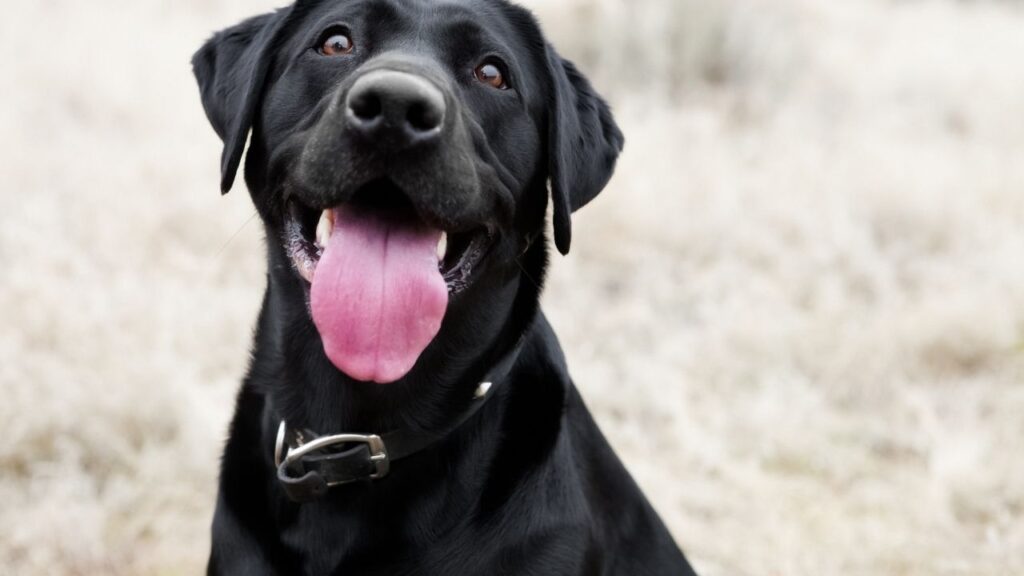 esa black lab