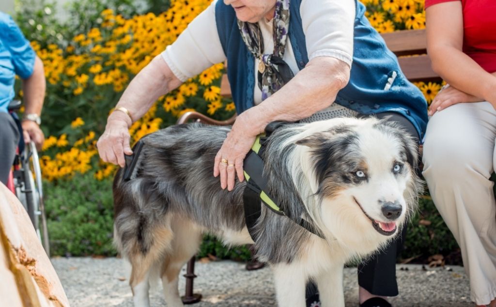 Dog As Emotional Support Animal For Seniors In The Nursing Home