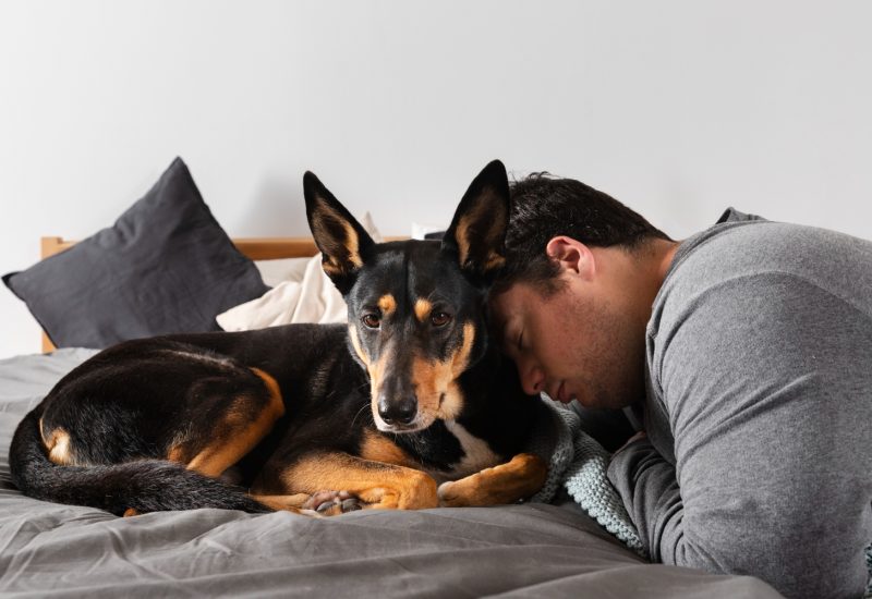 man and adorable dog indoors man and adorable dog indoors