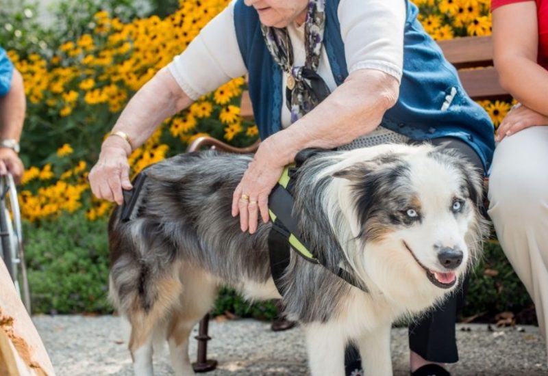 Dog As Emotional Support Animal For Seniors In The Nursing Home Dog As Emotional Support Animal For Seniors In The Nursing Home