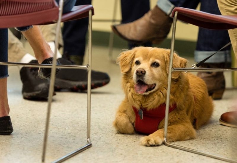 Obedient emotional support dog sits on floor during group therapy Obedient emotional support dog sits on floor during group therapy