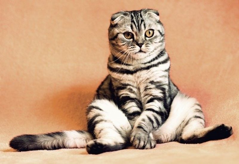 cat-2934720_640 cat-2934720_640
