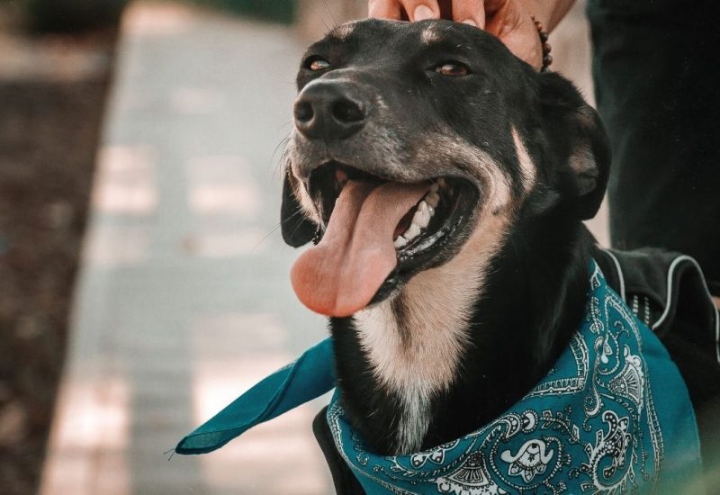 dog in bandana dog in bandana