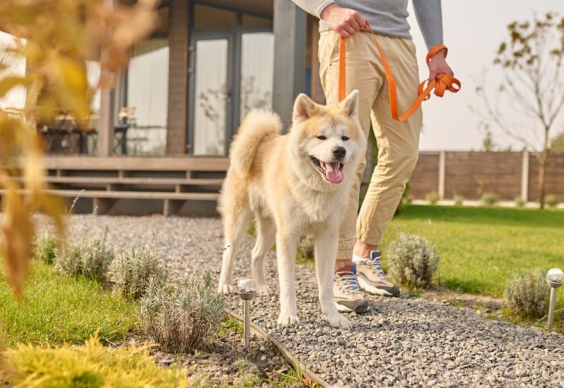 dog on leash dog on leash