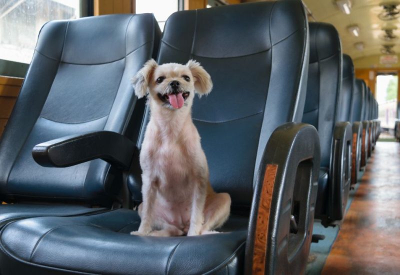 dog on train dog on train