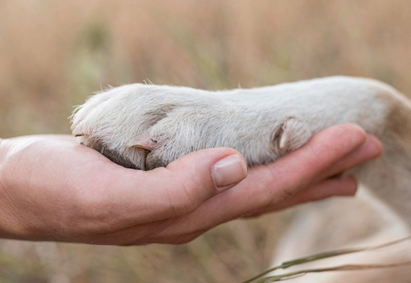 dog paw in hand dog paw in hand