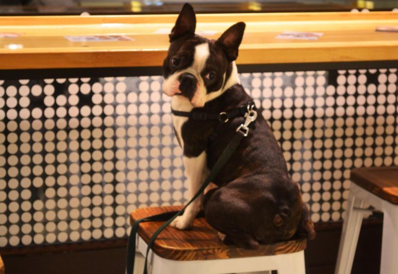 dog sitting on restaurant chair