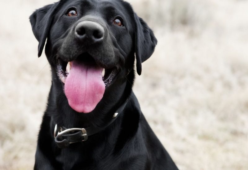 esa dog esa black lab
