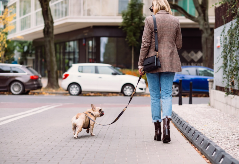 french-bulldog-on-leash-in-the-city french-bulldog-on-leash-in-the-city