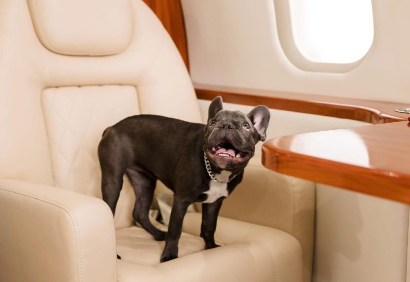 frenchie on airplane frenchie on airplane