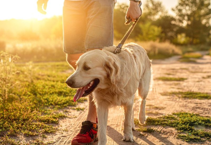 guy walking dog at sunset