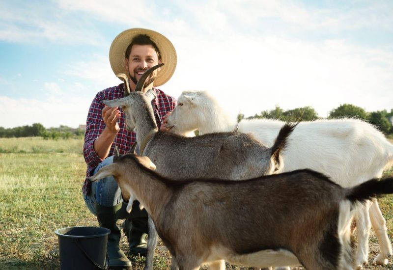 guy with esa farm animals