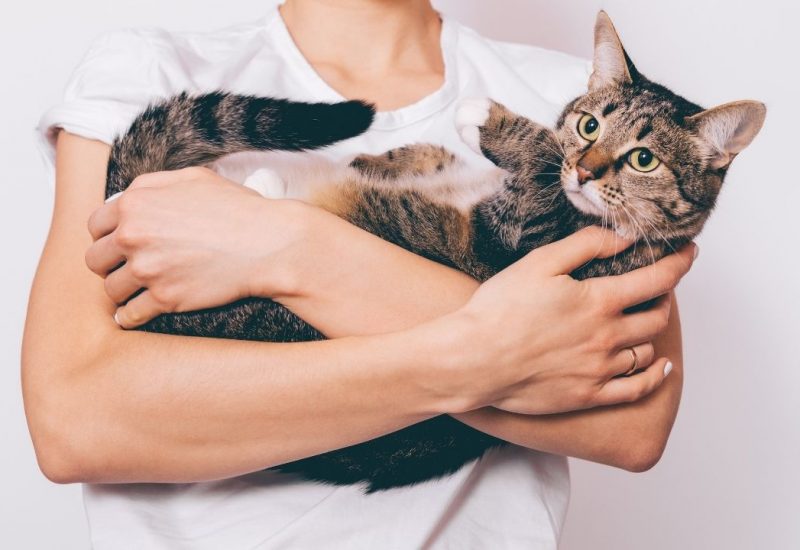 woman holding cat woman holding cat