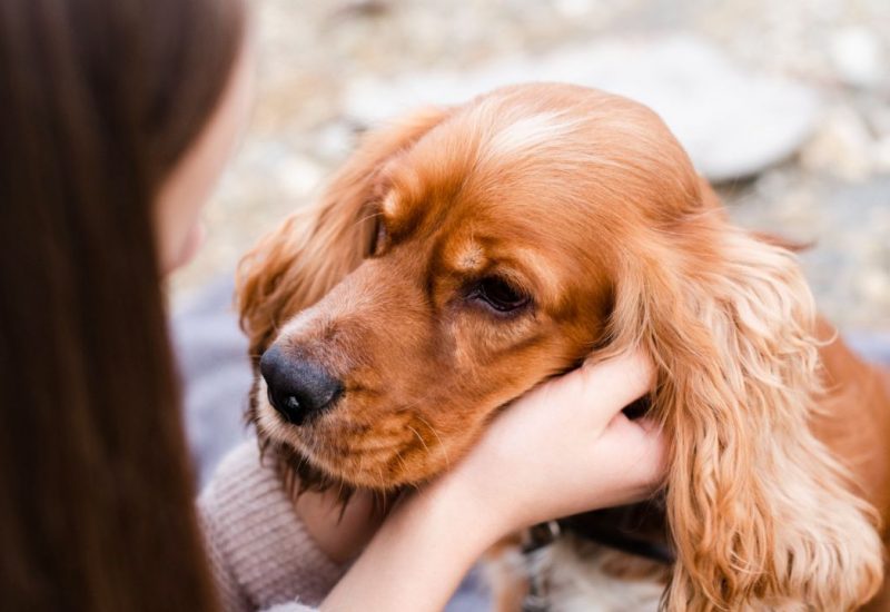 woman holding dogs face woman holding dogs face