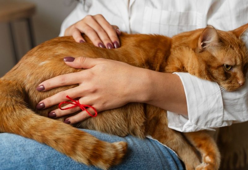 woman holding emotional support cat woman holding emotional support cat