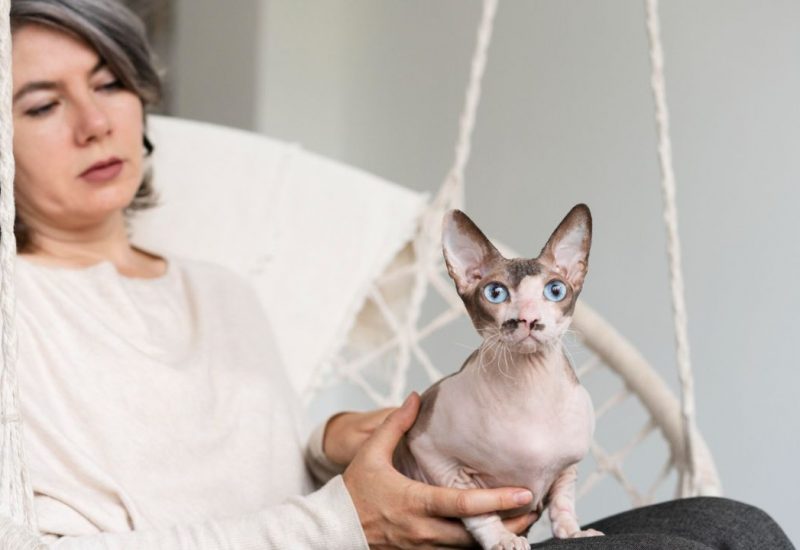 woman holding hairless cat woman holding hairless cat