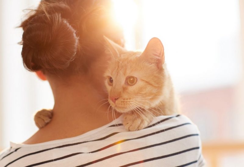 woman holding orange cat woman holding orange cat