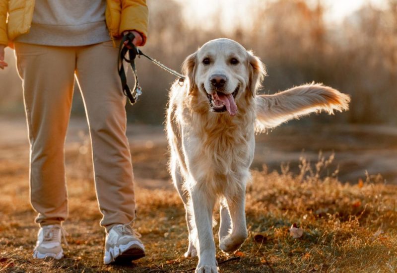 woman walking a golden retriever woman walking a golden retriever