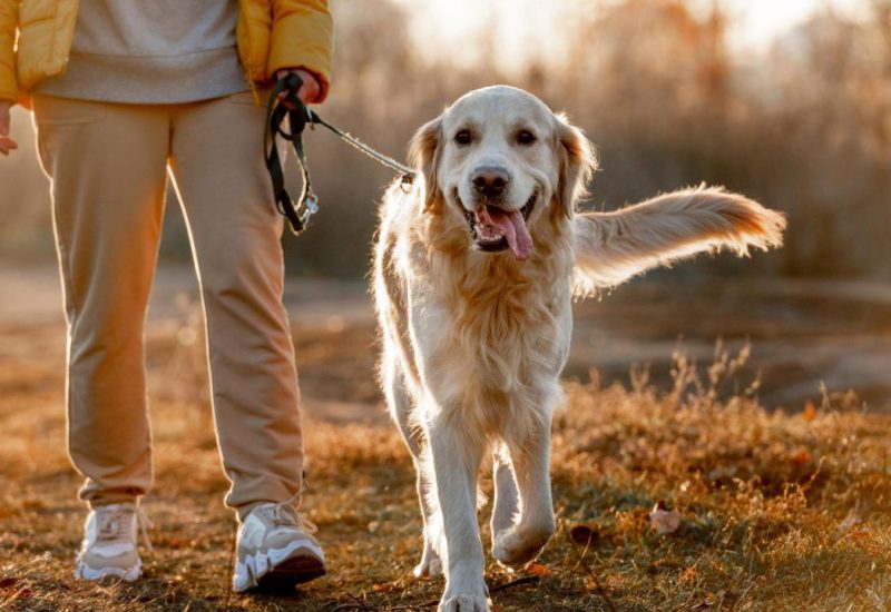 woman walking a golden retriever