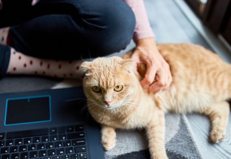 woman with esa cat on rug