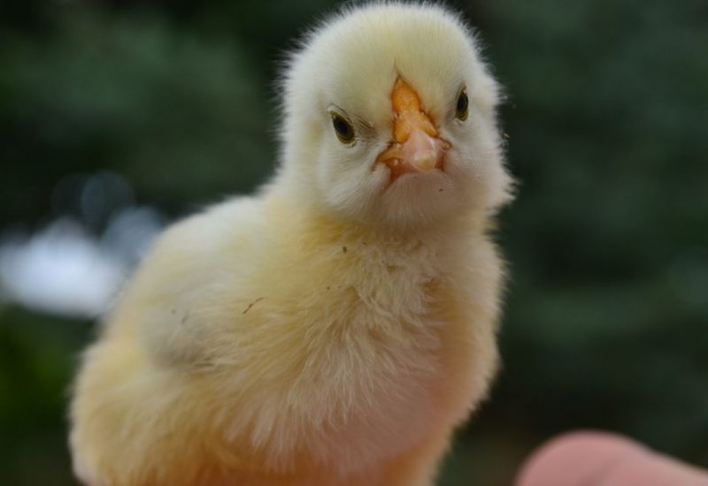 woman with esa duck