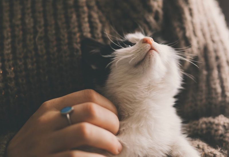 woman with esa kitten in arms