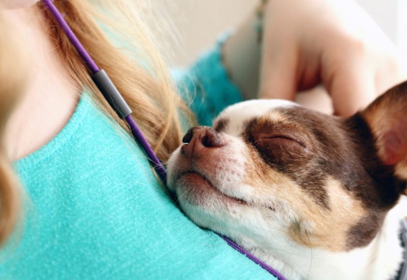 woman with frenchie